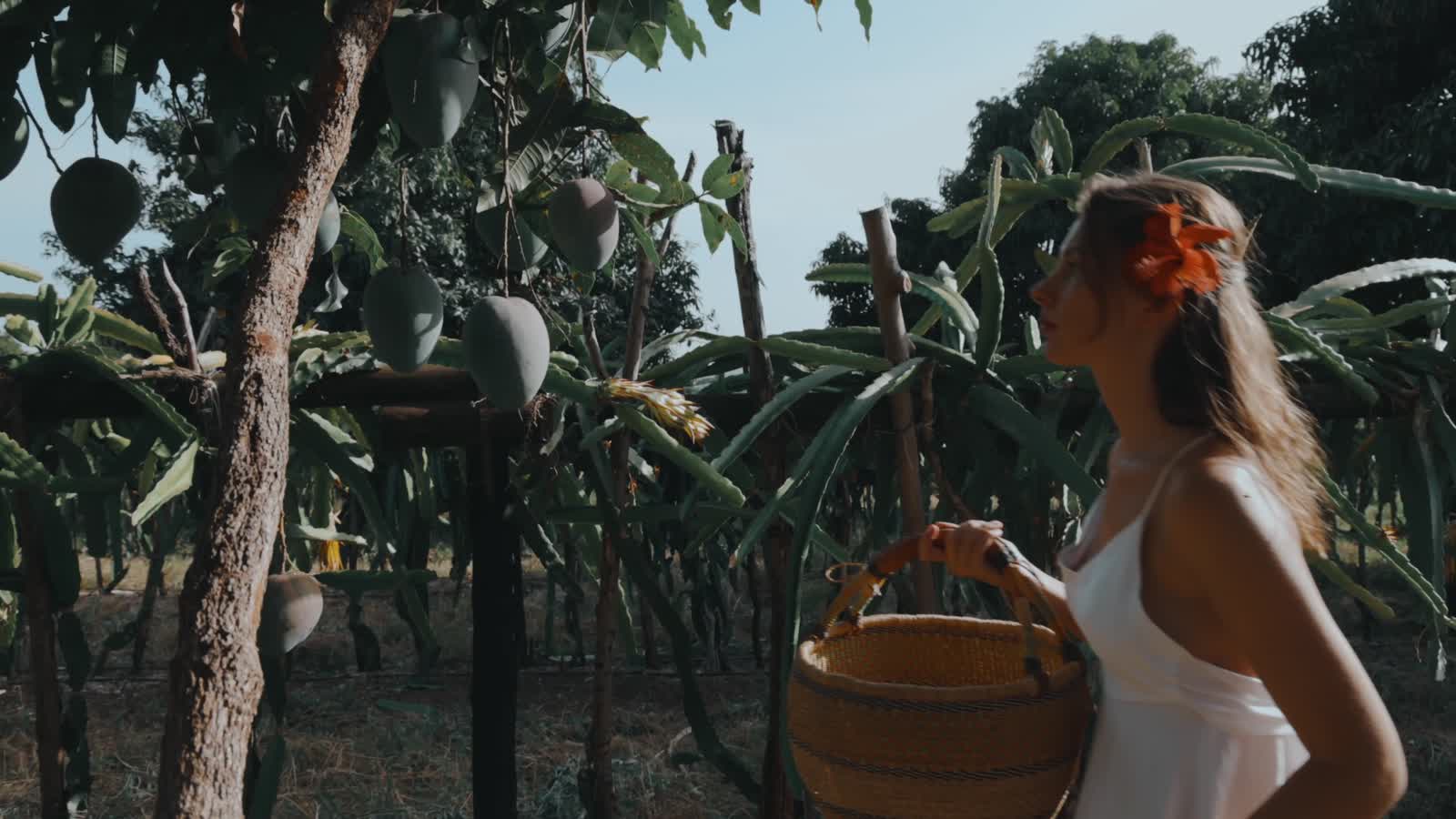 Mango harvest in a sunlit orchard
