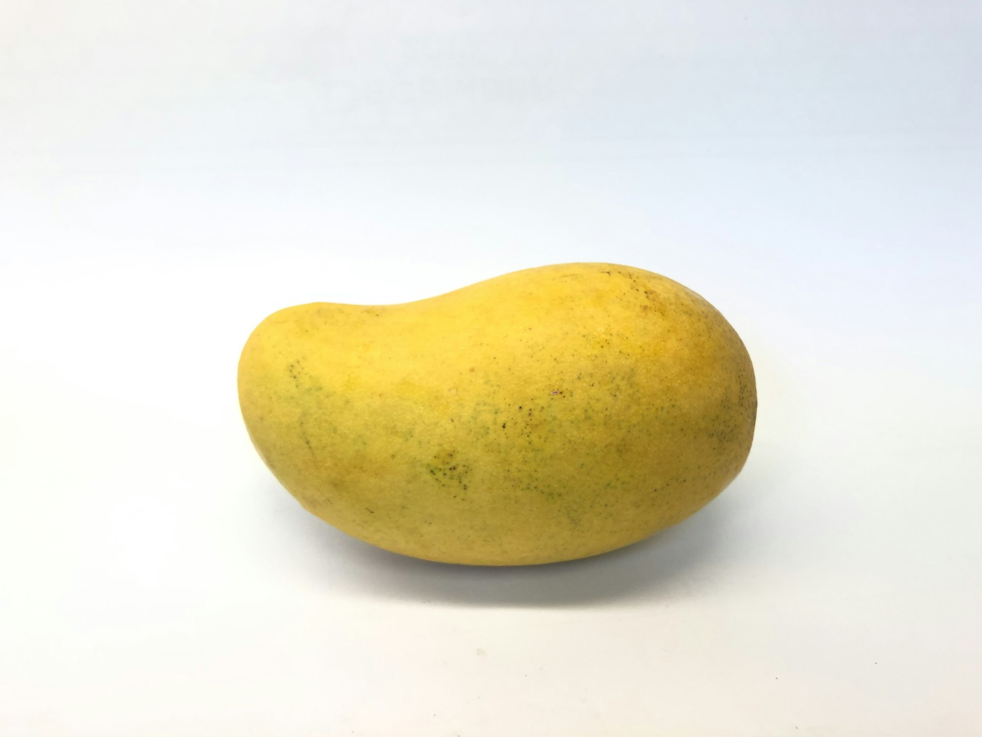 Golden mangoes ripening on the tree